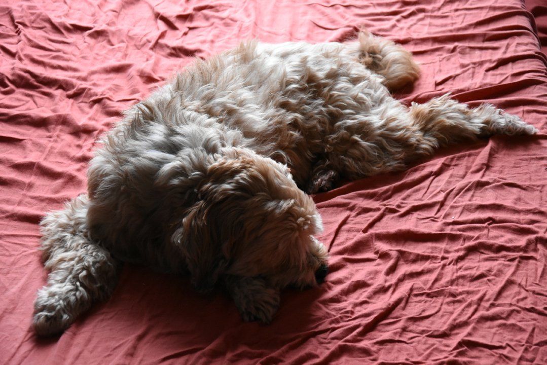 Fotografie der Künstlerin Benita von Wendt. Titel: Texturen. Die Fotografie zeigt einen Hund mit hellem Fell, der auf einem roten Tuch mit Falten liegt.