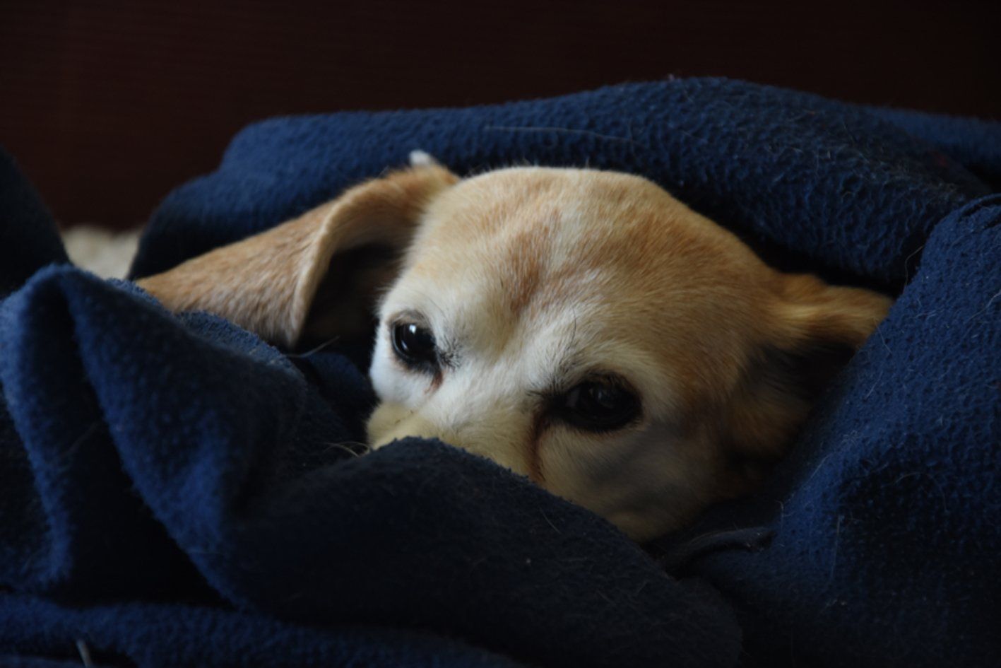 Fotografie der Künstlerin Benita von Wendt. Titel: Geborgen. Die Fotografie zeigt nur den Kopf eines kleinen Hundes, der zum Teil von einer blauen Decke verdeckt ist.