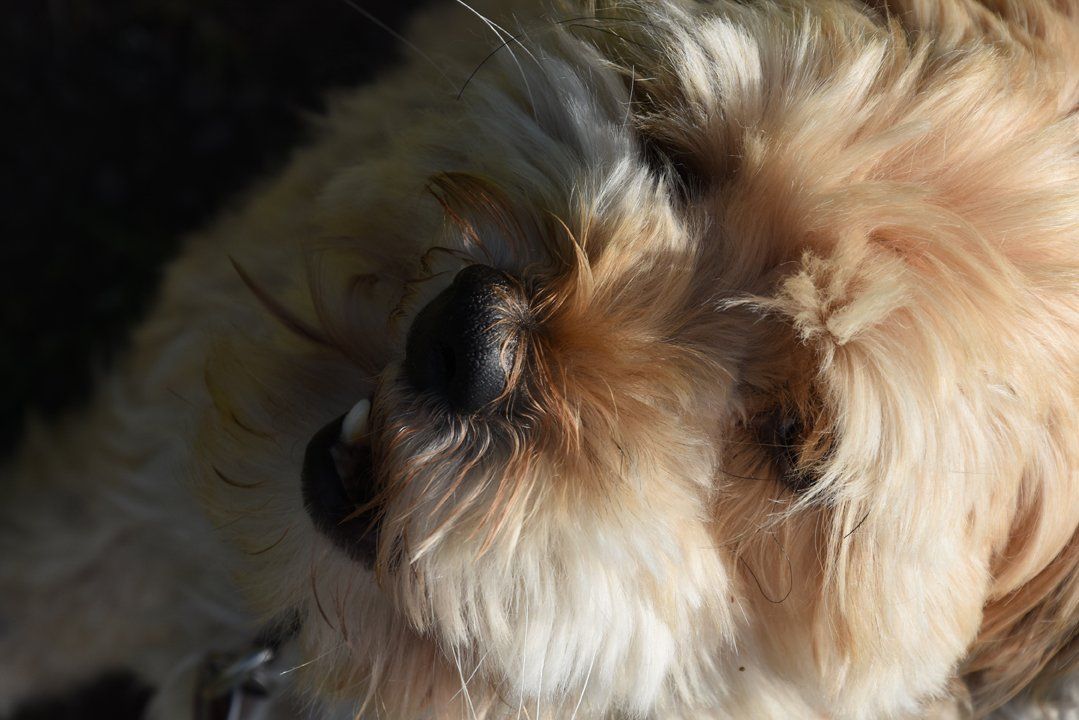 Fotografie der Künstlerin Benita von Wendt. Titel: Haarig. Die Fotografie zeigt den Kopf eines sehr haarigen Hundes, man erkennt kaum Nase, Maul oder Augen.