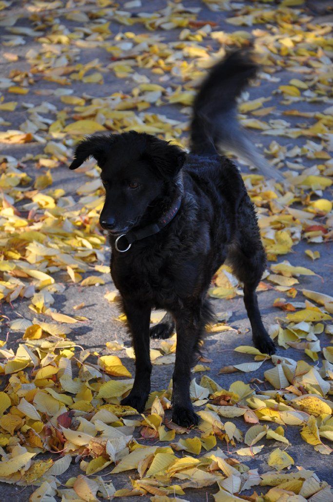 Fotografie der Künstlerin Benita von Wendt. Titel: Auf Schattenjagd. Die Fotografie zeigt einen schwarzen Hund, der auf einer Straße mit gelbem Laub steht.