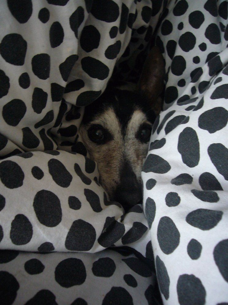 Fotografie der Künstlerin Benita von Wendt. Titel: Höhle. Die Fotografie zeigt das Gesicht eines kleinen Hundes, das aus einem Wust von Decke mit schwarz-weißen Flecken, herausschaut.