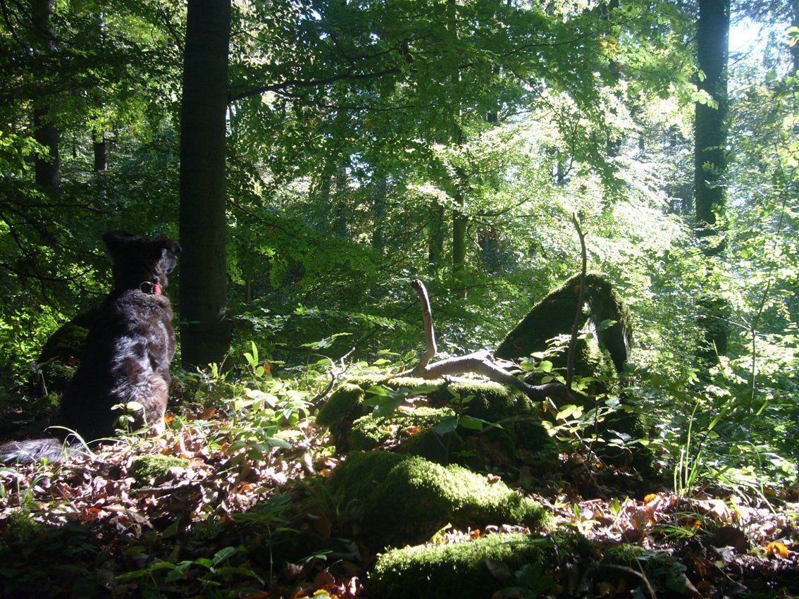 Fotografie der Künstlerin Benita von Wendt. Titel: Stillleben. Die Fotografie zeigt einen Hund, links am Rand des Bildes, der mit dem Rücken zum Betrachter, in einem Wald sitzt.