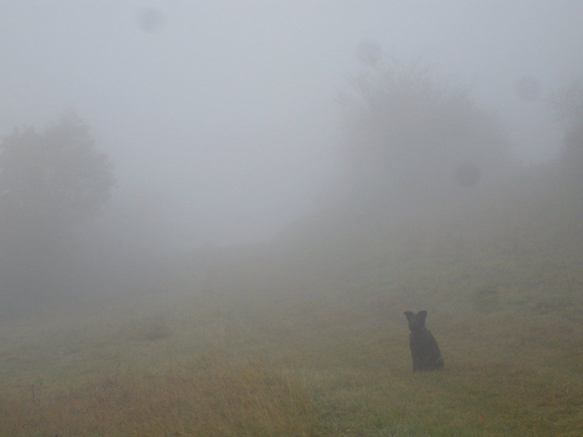 Fotografie der Künstlerin Benita von Wendt. Titel: Im Nebel. Die Fotografie zeigt einen schwarzen Hund, der, rechts im Bild, in einer nebeligen Landschaft sitzt, kaum zu erkennen ist..