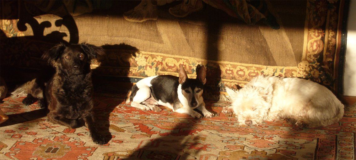 Fotografie der Künstlerin Benita von Wendt. Titel: Triumvirat. Die Fotografie zeigt drei Hunde, die nebeneinander in der Sonne liegen, die durch ein Fenster scheint.