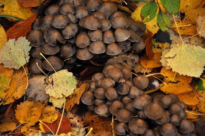 Fotografie der Künstlerin Benita von Wendt. Titel: Pilze 1. Die Fotografie zeigt zwei Haufen, die aus vielen kleinen Pilzen bestehen.