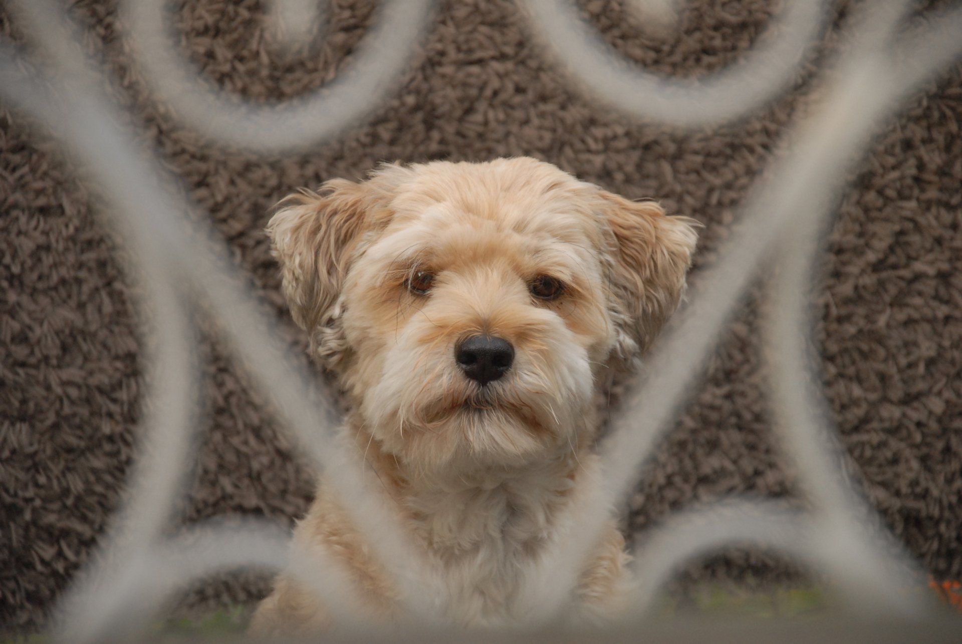 Fotografie der Künstlerin Benita von Wendt. Titel: Horst IV. Die Fotografie zeigt einen Hund mit cremefarbenen Fell, der vor einem dunklen Hintergrund sitzt. Der Hund schaut den Betrachter durch ein verziertes Gitter an.