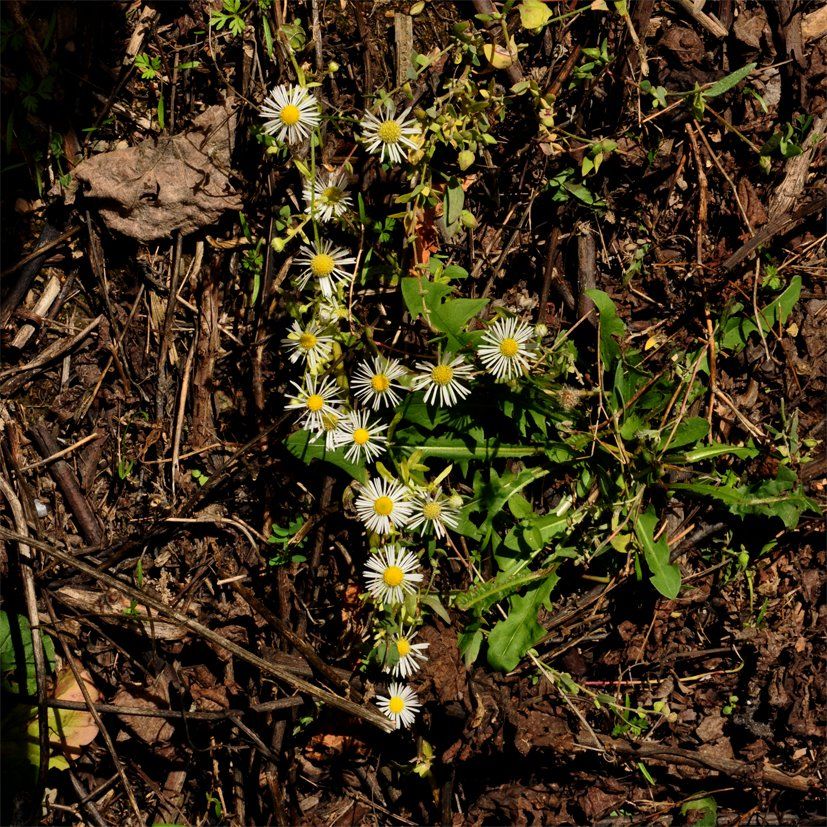 Fotografie der Künstlerin Benita von Wendt. Titel: Buchstabe