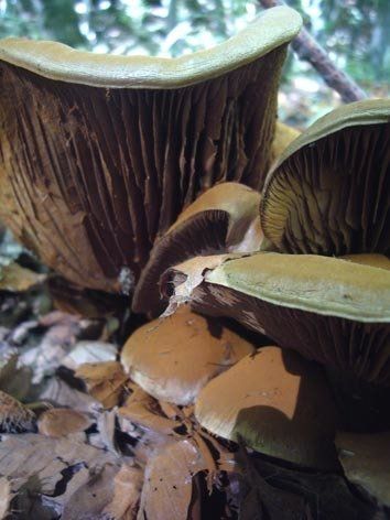 Fotografie der Künstlerin Benita von Wendt. Titel: Pilze 4. Die Fotografie zeigt, in Nahaufnahme, 3 Lamellenpilze.