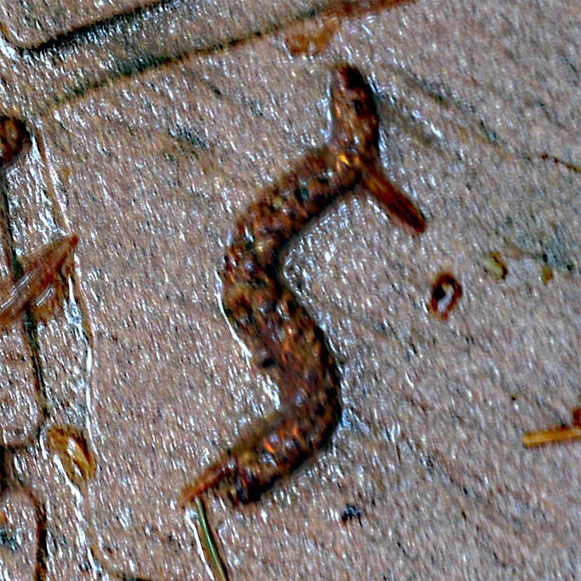 Fotografie der Künstlerin Benita von Wendt. Titel: Buchstabe