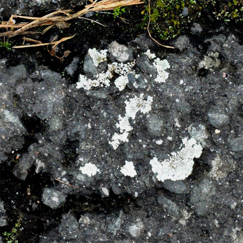 Fotografie der Künstlerin Benita von Wendt. Titel: Buchstabe