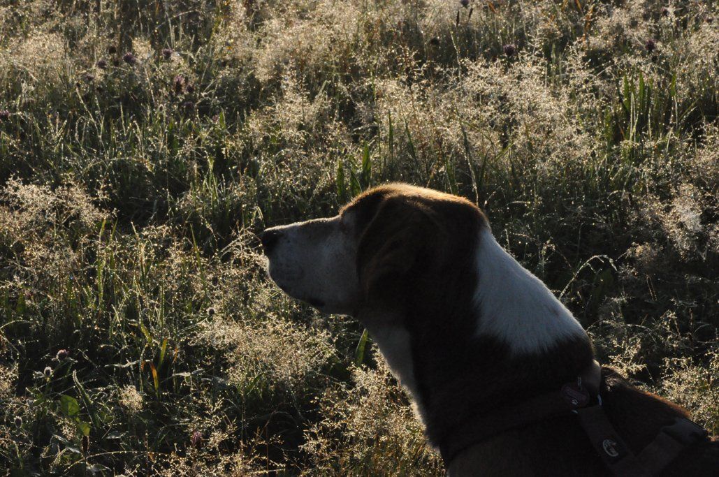 Fotografie der Künstlerin Benita von Wendt. Titel: Nachspürend. Die Fotografie zeigt den Kopf eines Hundes, der von links in das Bild herein ragt, im Hintergrund, Gras mit Tau bei Sonnenaufgang.