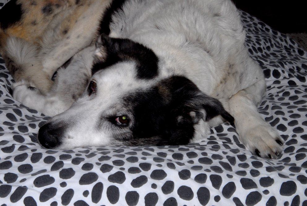 Fotografie der Künstlerin Benita von Wendt. Titel: Betrachtend. Die Fotografie zeigt einen schwarz-weißen großen Hund, der auf einer schwarz-weiß gepunkteten Decke liegt.