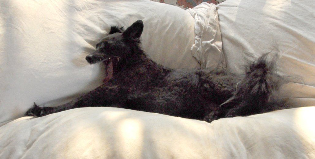 Fotografie der Künstlerin Benita von Wendt. Titel: Lilli. Die Fotografie zeigt einen Hund mit schwarzem Fell, der auf einem weißen Sofa liegt, sich streckt und das Maul weit aufgerissen hat, weil er gähnt.