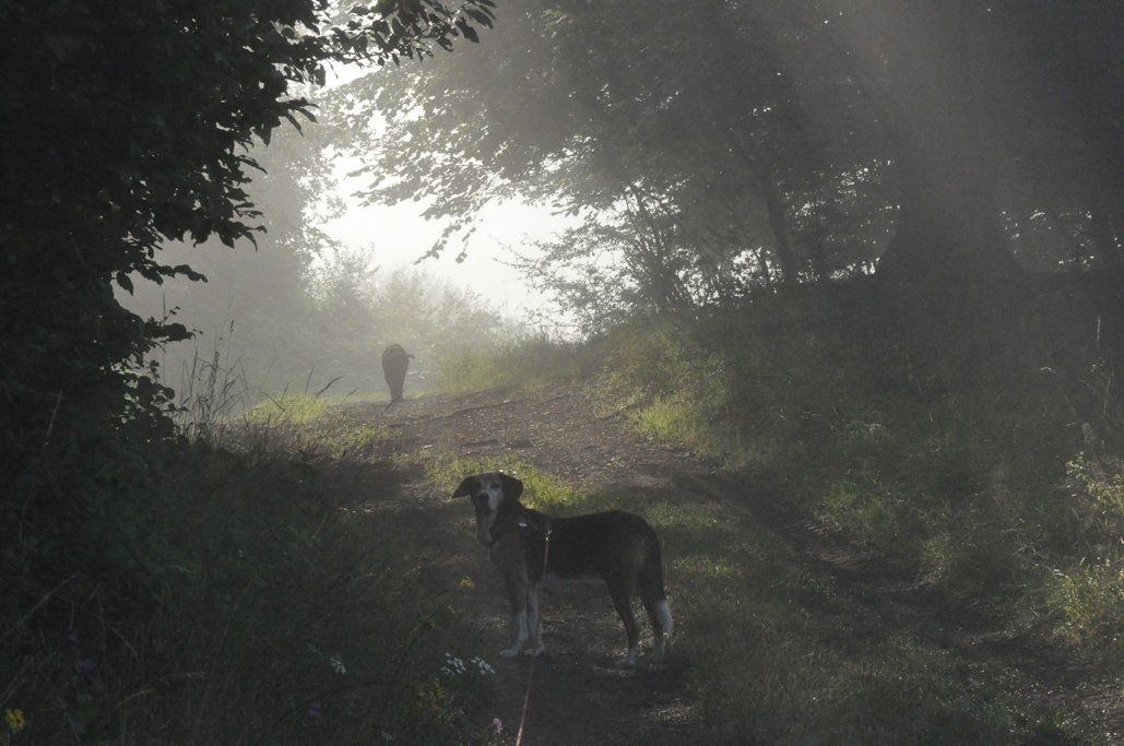 Fotografie der Künstlerin Benita von Wendt. Titel: Verwunschen. Die Fotografie zeigt einen Waldweg im Nebel, ein großer Hund steht im Vordergrund, ein weiterer Hund ist im Hintergrund zu sehen.
