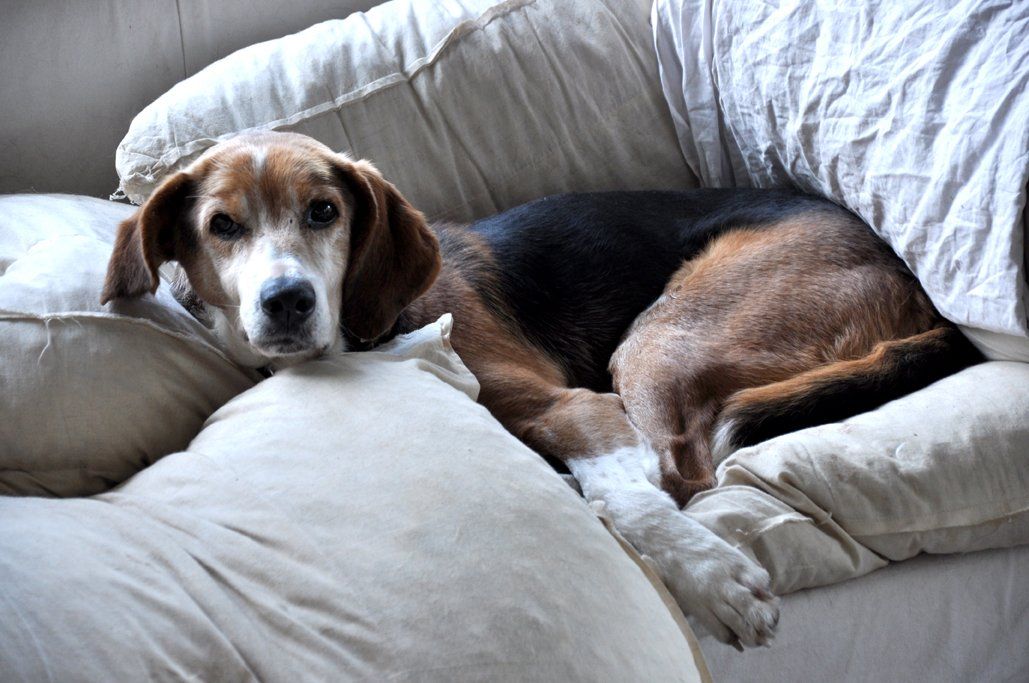 Fotografie der Künstlerin Benita von Wendt. Titel: Gemütlich. Die Fotografie zeigt einen großen Hund, der auf einem Sofa liegt und den Betrachter anschaut.