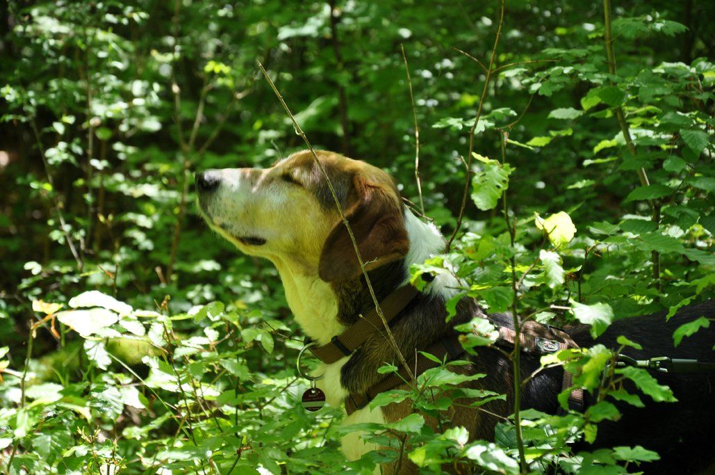 Fotografie der Künstlerin Benita von Wendt. Titel: ...Fährte... Die Fotografie zeigt einen Hund im Wald, mit geschlossenen Augen die Nase in die Luft hebt, der Betrachter kann nur den Kopf und den Hals sehen, der Rest verschwindet hinter Laub.