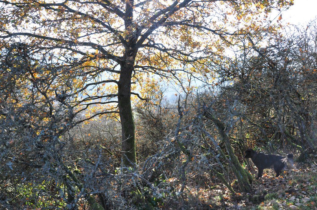 Fotografie der Künstlerin Benita von Wendt. Titel: Verwoben. Die Fotografie zeigt einen Hund, der links im Bild steht und kaum vor dem Hintergrund, der von Ästen und einem Baum dominiert wird, zu unterscheiden ist.