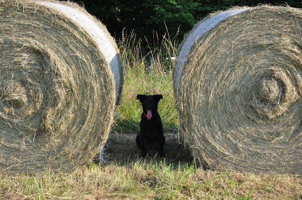 Fotografie der Künstlerin Benita von Wendt. Titel: Symmetrie. Die Fotografie zeigt einen schwarzen Hund, der zwischen 2 großen Strohrollen, mit heraushängender Zunge, im Schatten sitzt.
