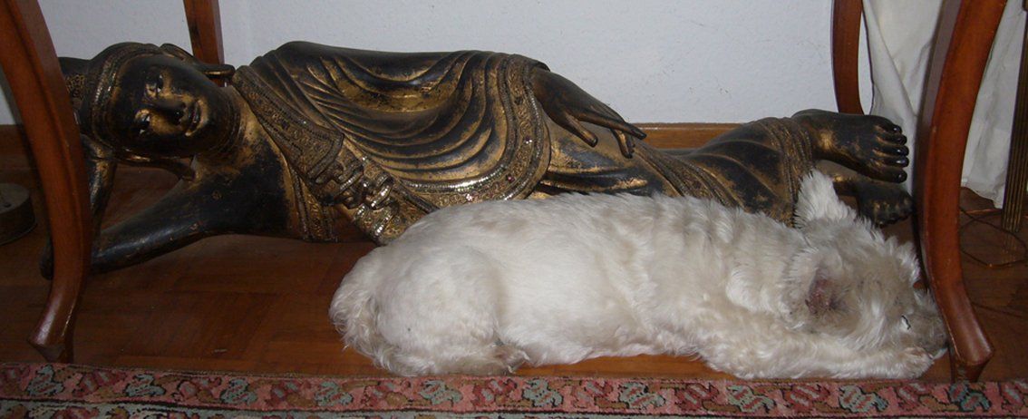 Fotografie der Künstlerin Benita von Wendt. Titel: Ossi meets Buddha. Die Fotografie zeigt einen weißen Hund, der vor einer liegenden Buddhastatue liegt, die auf den Hund zeigt.