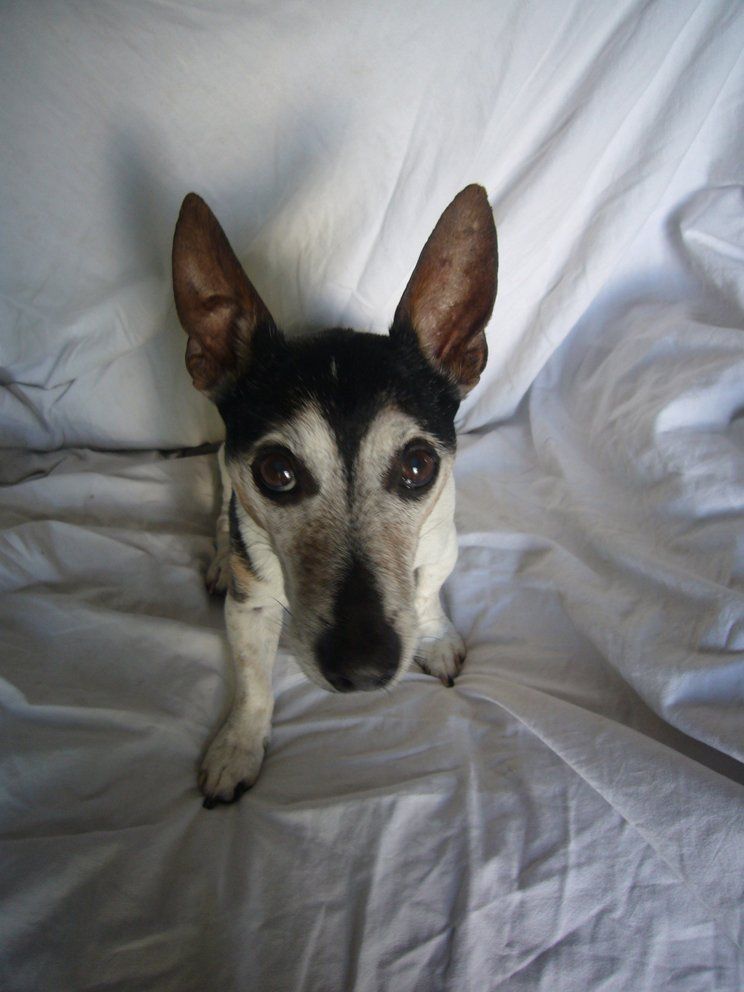 Fotografie der Künstlerin Benita von Wendt. Titel: Felix. Die Fotografie zeigt einen kleinen Hund, der der auf einem weißen Sessel sitzt und den Betrachter direkt anschaut.
