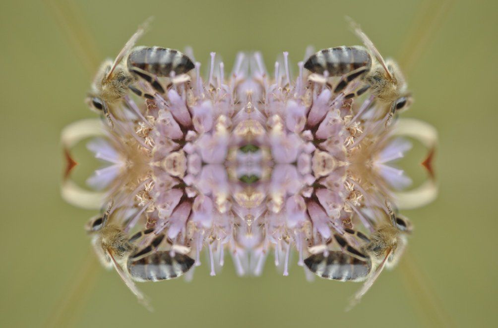 Fotografie der Künstlerin Benita von Wendt. Titel: Bienen. Die Fotografie besteht aus einer Fotomontage, durch Spiegelungen entsteht eine Form die an ein Schmuckstück erinnert, bei näherer Betrachtung sieht man das es eine Blüte mit Bienen ist.