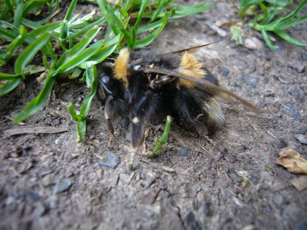 Fotografie der Künstlerin Benita von Wendt. Titel: Tod 3. Die Fotografie zeigt eine tote Hummel, die auf einem Feldweg liegt.