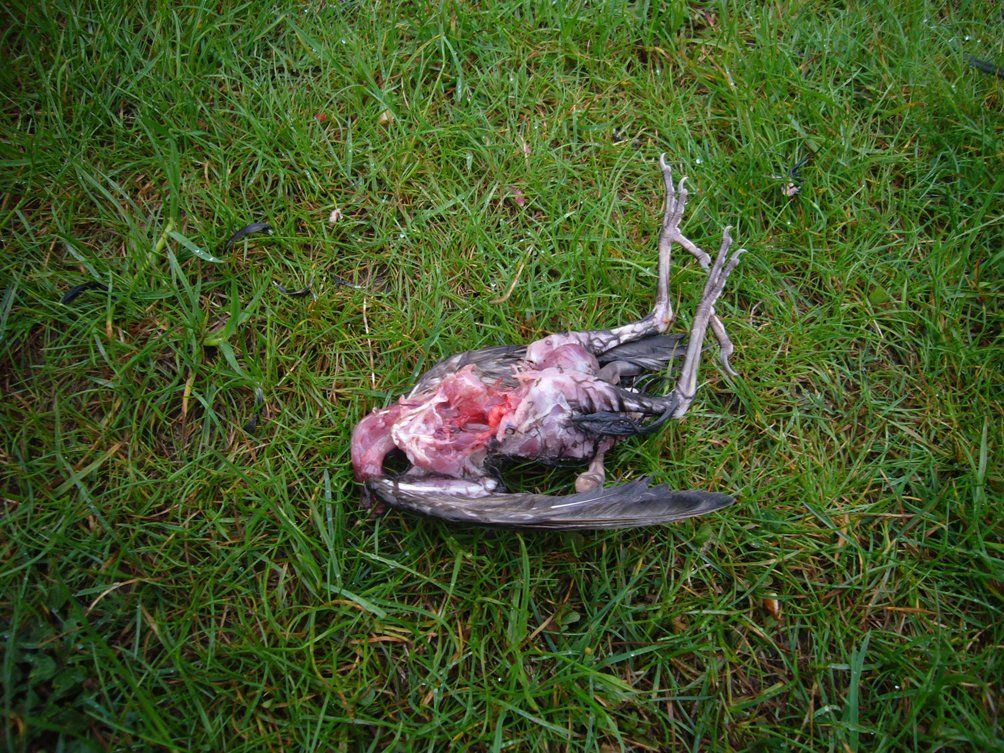 Fotografie der Künstlerin Benita von Wendt. Titel: Tod 4. Die Fotografie zeigt den kopflosen Körper eines toten Vogels, der auf einer Wiese liegt.