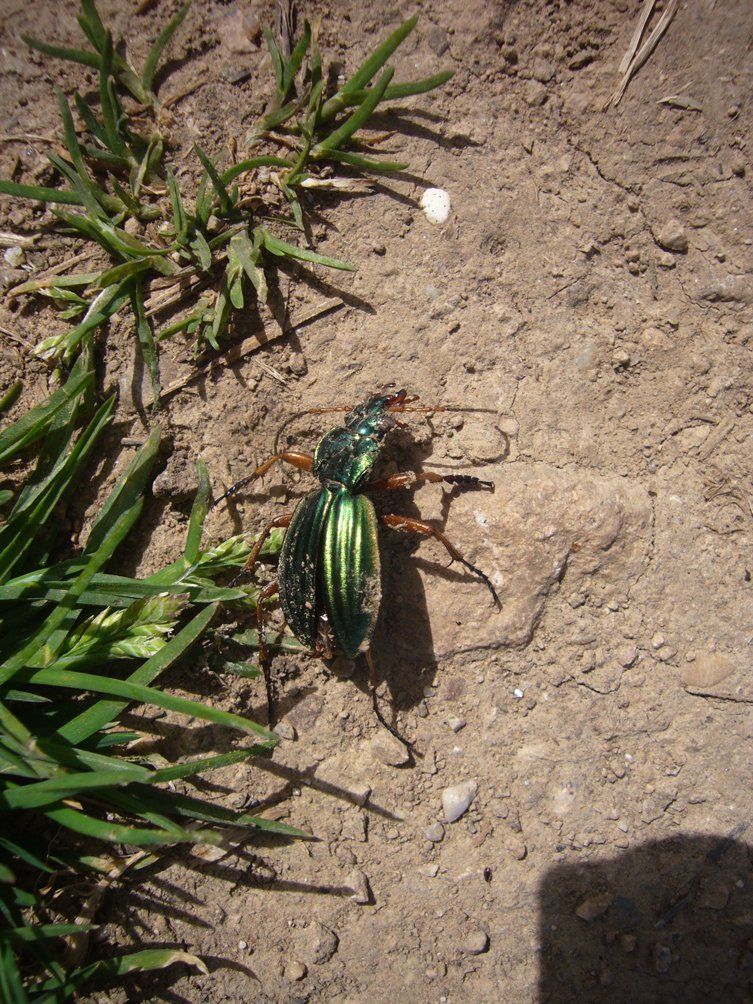 Fotografie der Künstlerin Benita von Wendt. Titel: Tod 7. Die Fotografie zeigt einen grün schimmernden toten Käfer der auf einem Weg liegt.