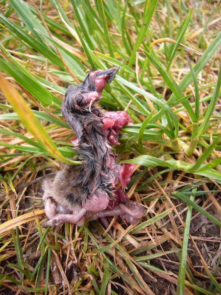 Fotografie der Künstlerin Benita von Wendt. Titel: Tod 8. Die Fotografie zeigt die Überreste einer toten Maus die im Gras liegt..