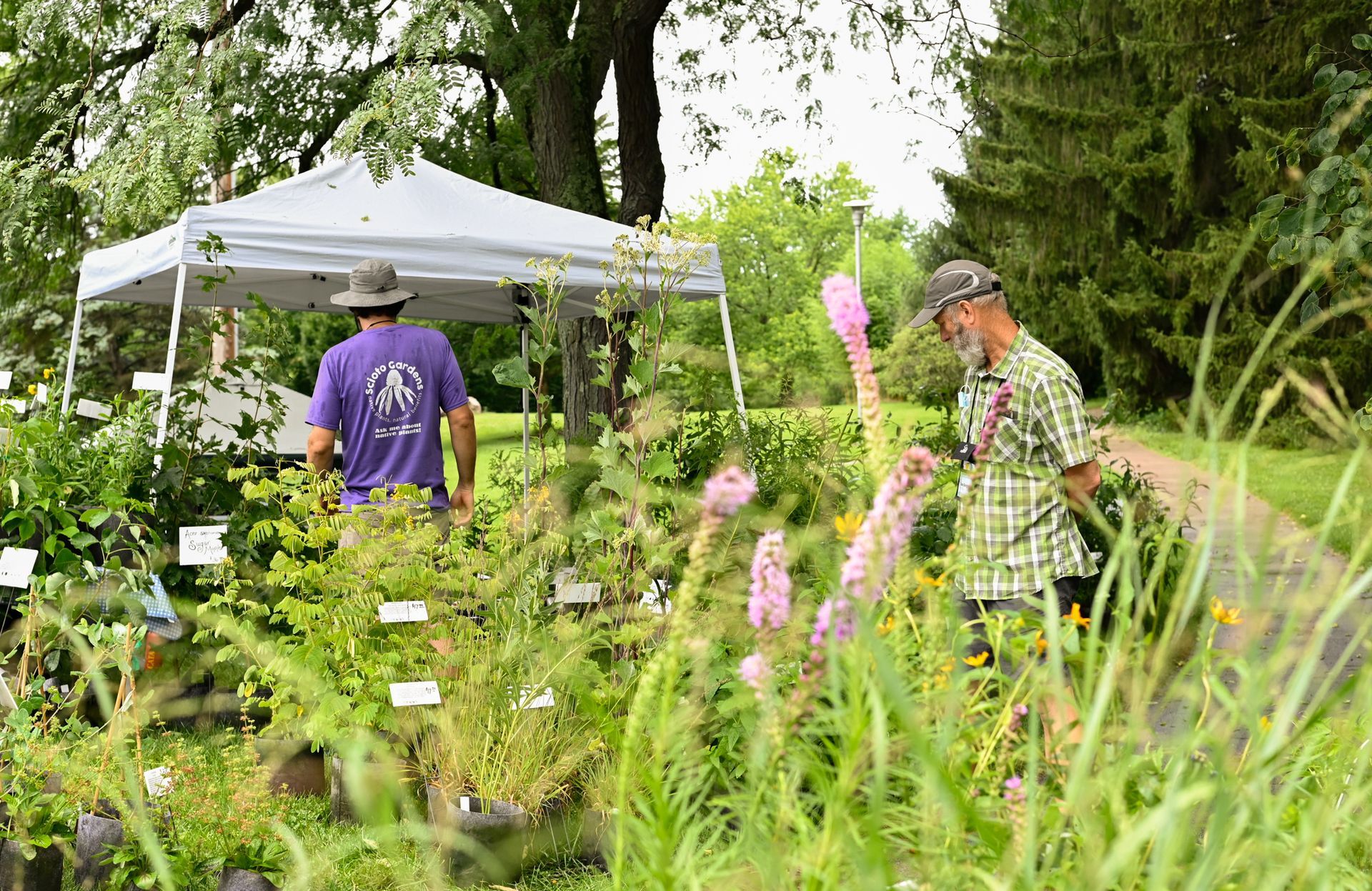 native plants for sale