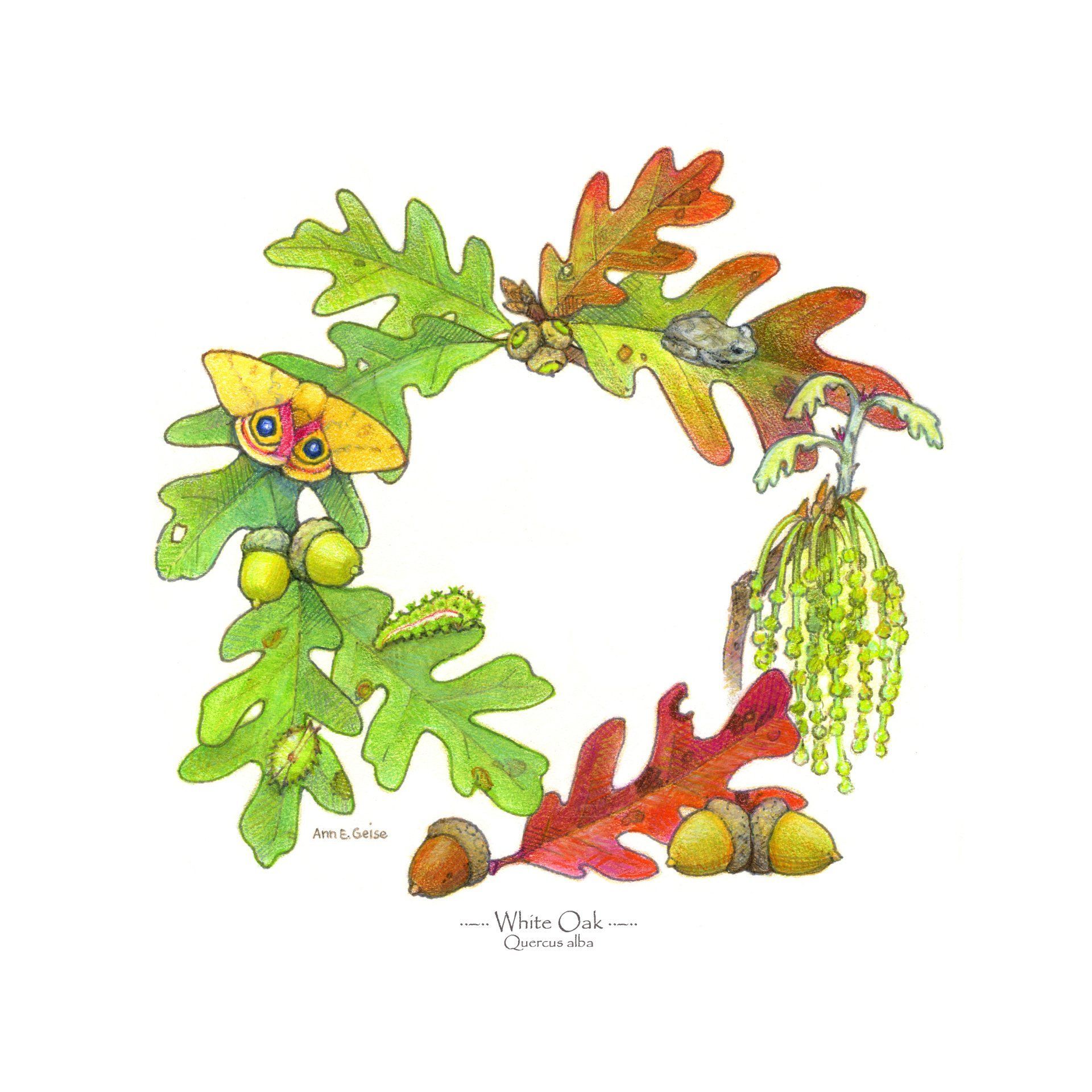 White Oak, Quercus Alba