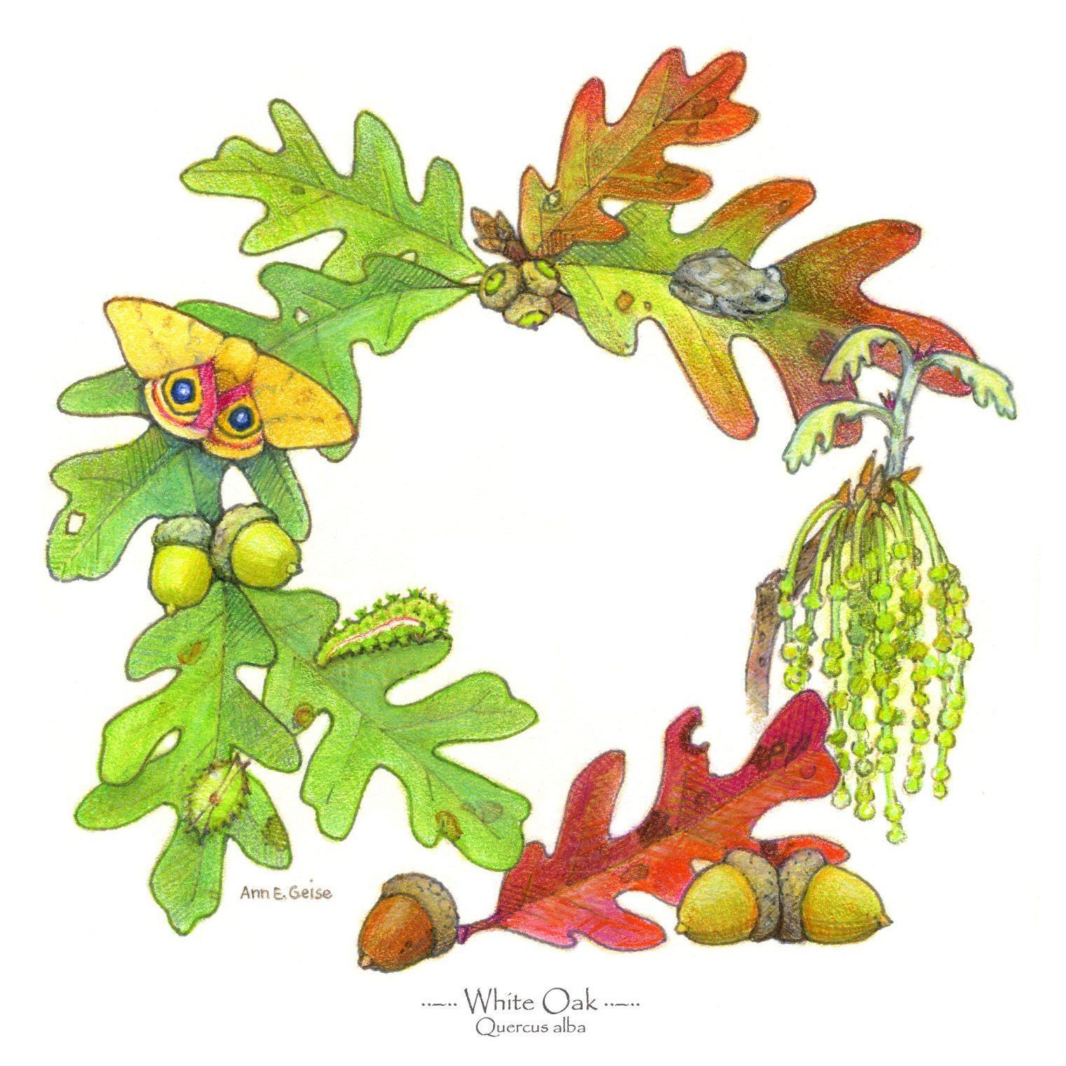 White Oak Naturalist logo with oak leaves