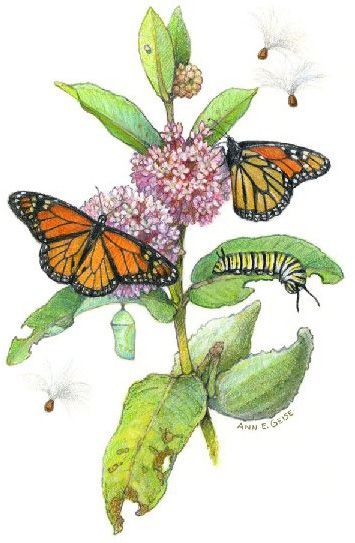 butterflies, plants, milkweed