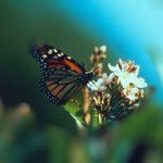 blurred monarch butterfly