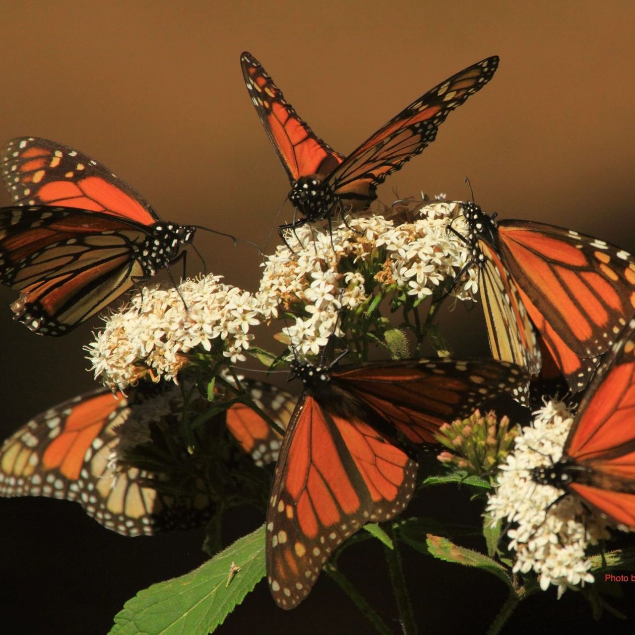 monarchs on white flowers