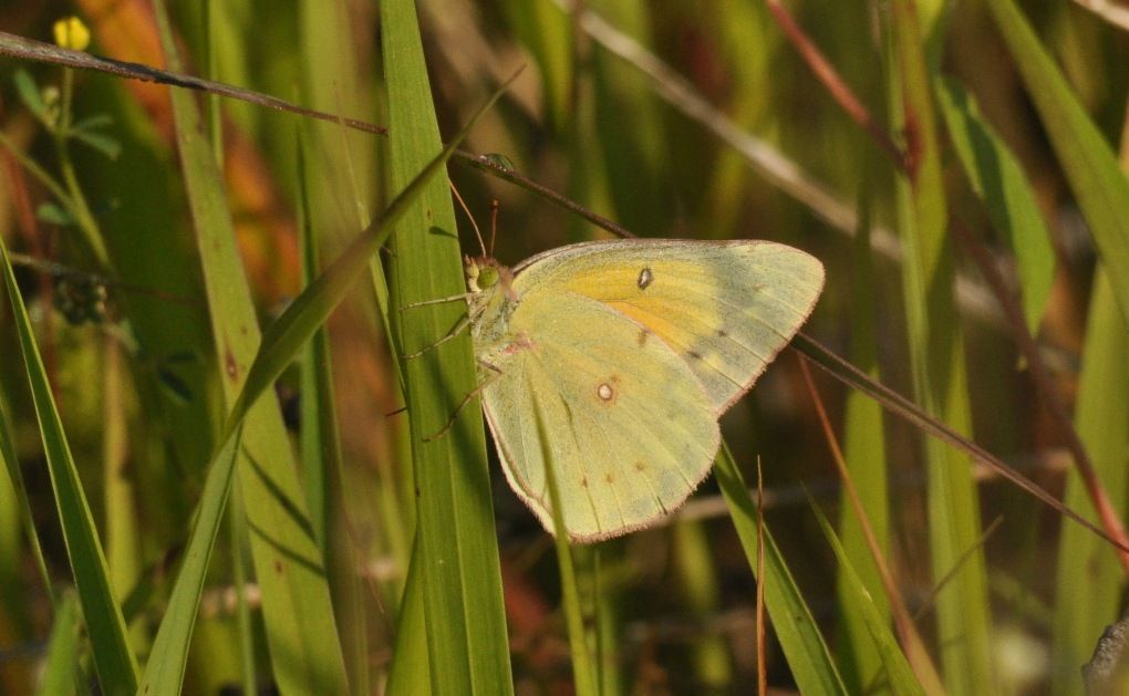 orange sulphur butterfly