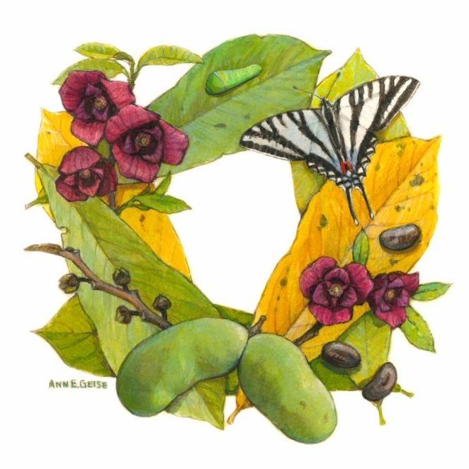 pawpaw with butterfly