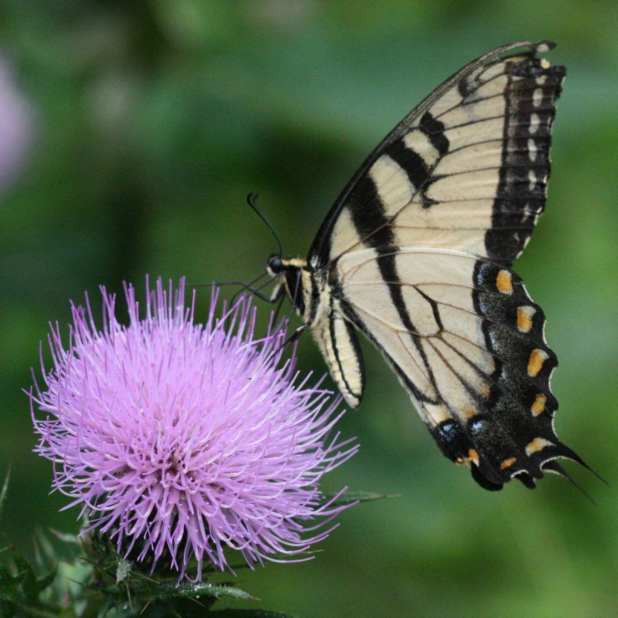 tiger swallowtail on lavender flower