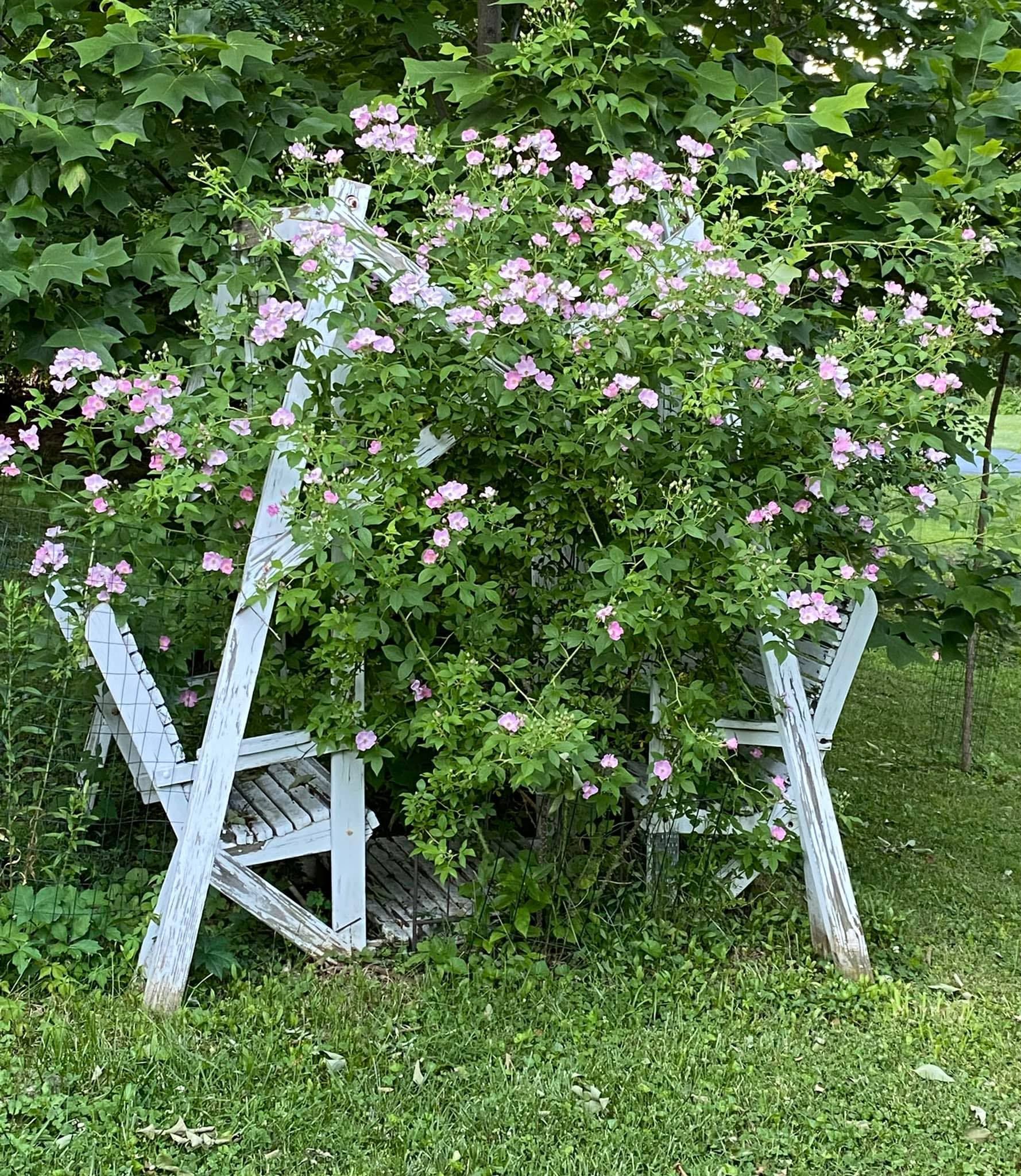 yard swing with roses