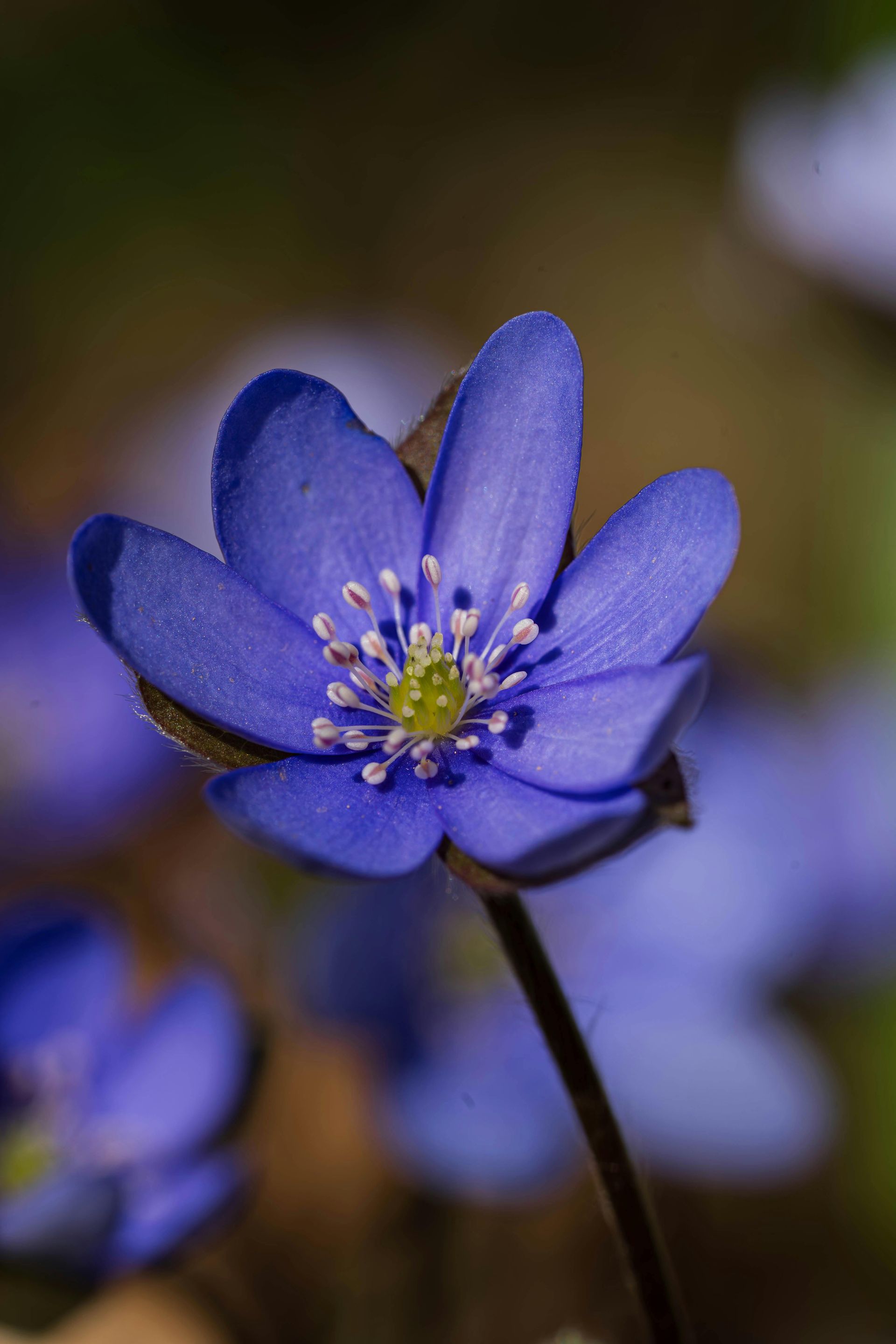 blue flower