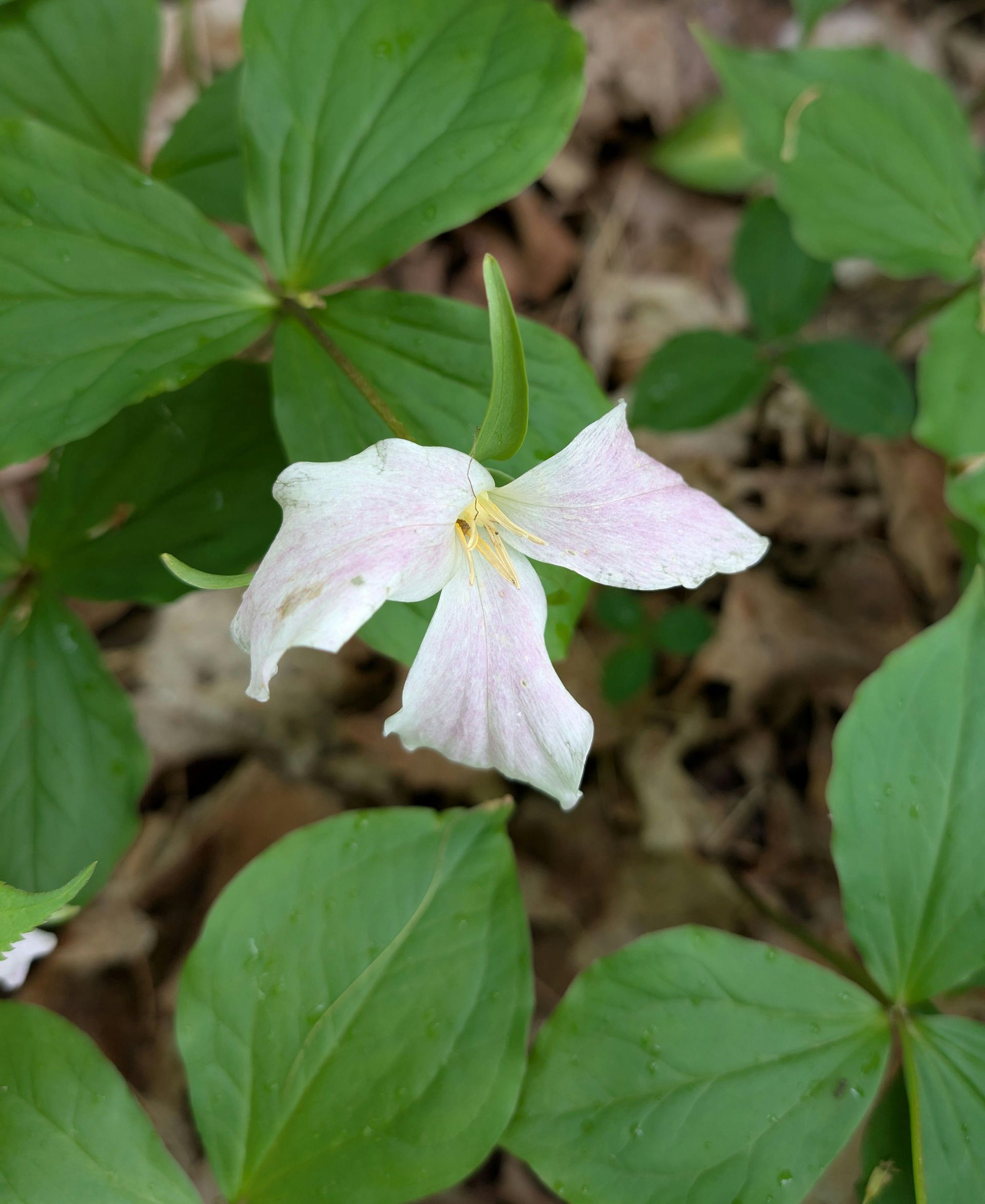 white trillium