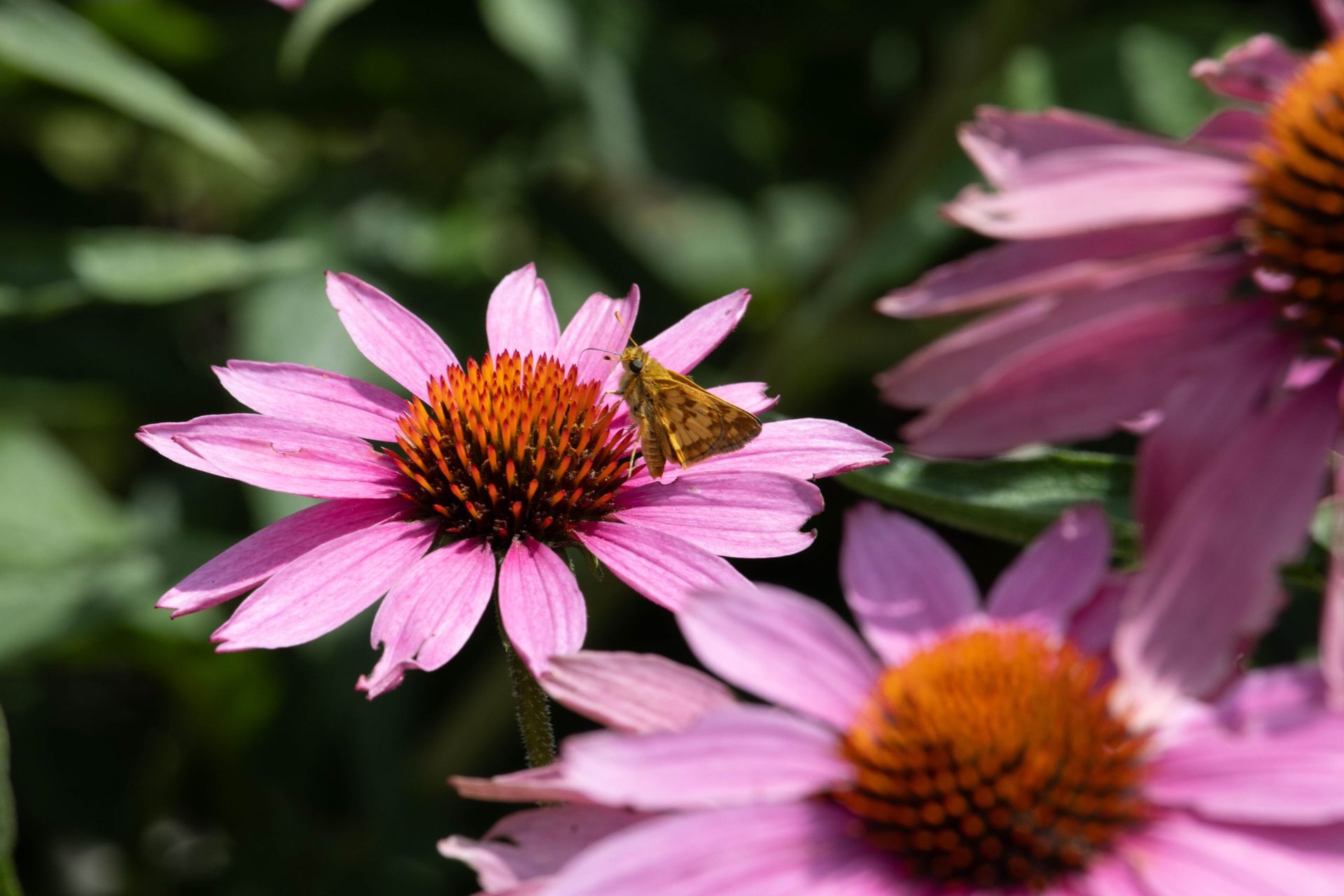 butterfly on purple coneflower
