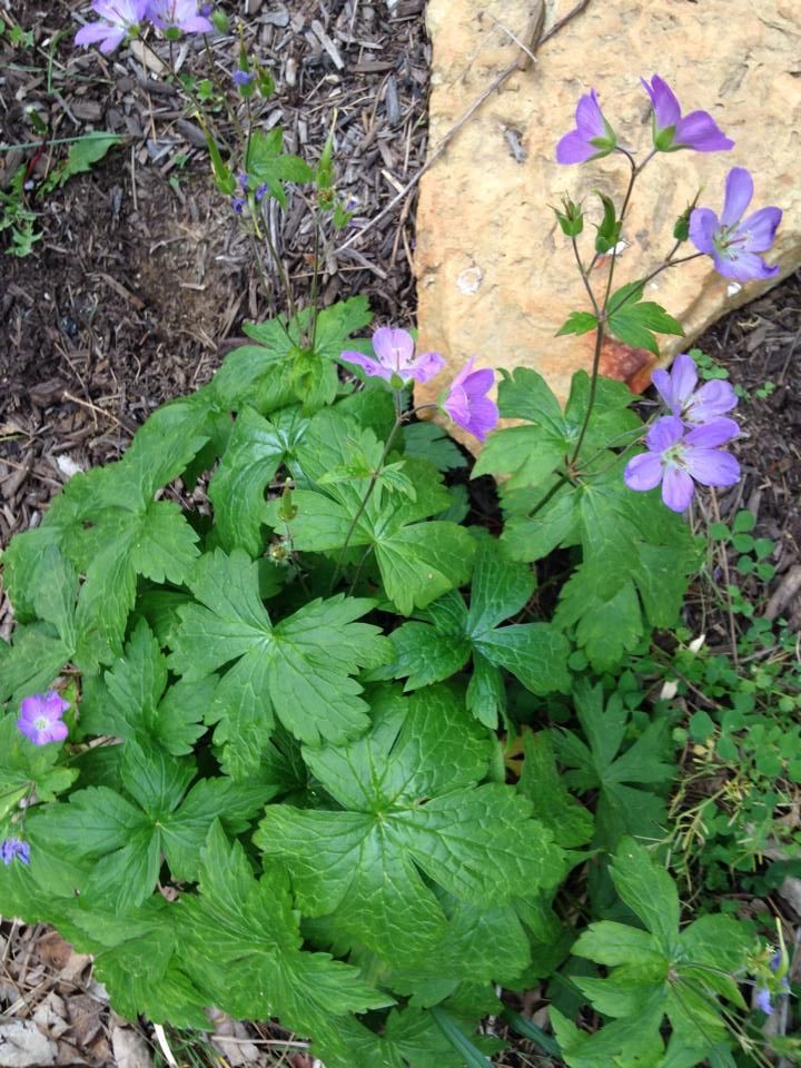 wild geranium