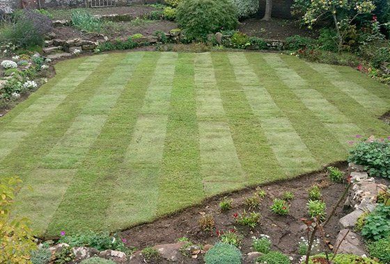Pro lawn after turfing