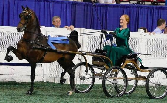 photo of woman driving Hackney Pony on victory pass at World's Championship Horse Show