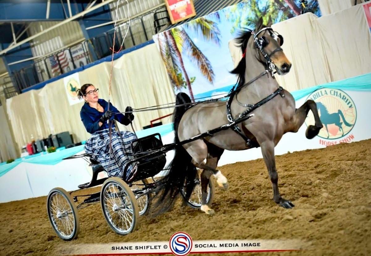 photo of woman driving Hackney Pony on victory pass at World's Championship Horse Show