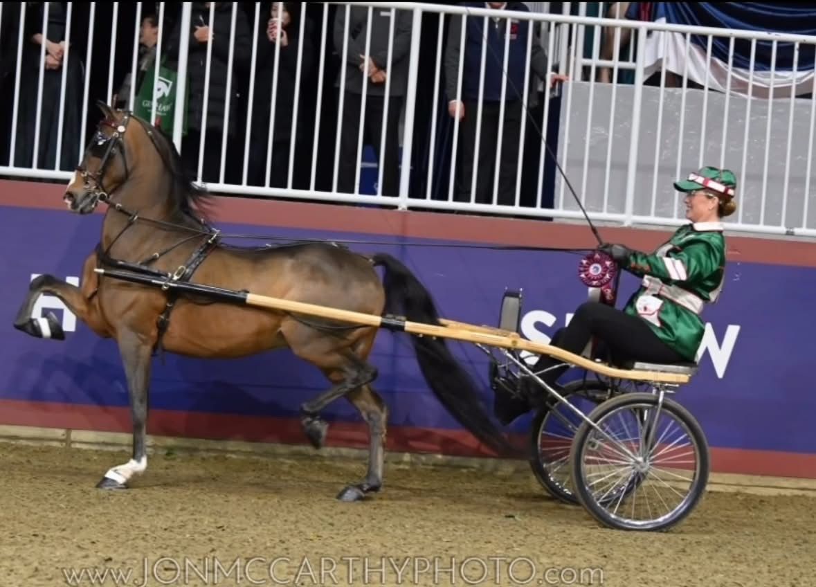 photo of man driving Hackney Roadster Pony in victory pass at horse show