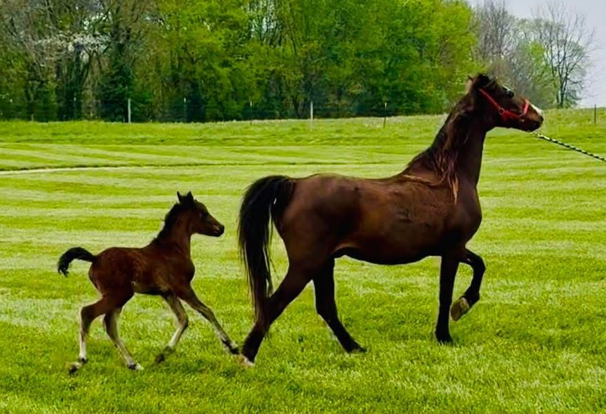 photo of Hackney Ponies in pasture