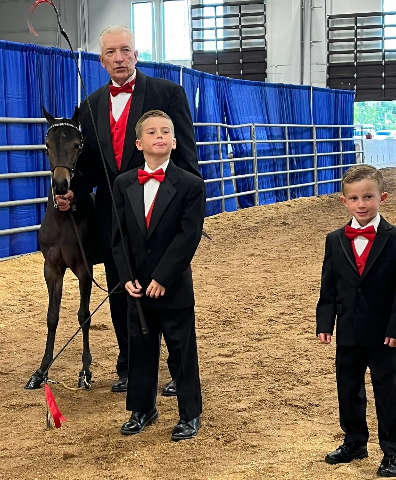 photo of man showing Hackney Pony weanling during in-hand competition