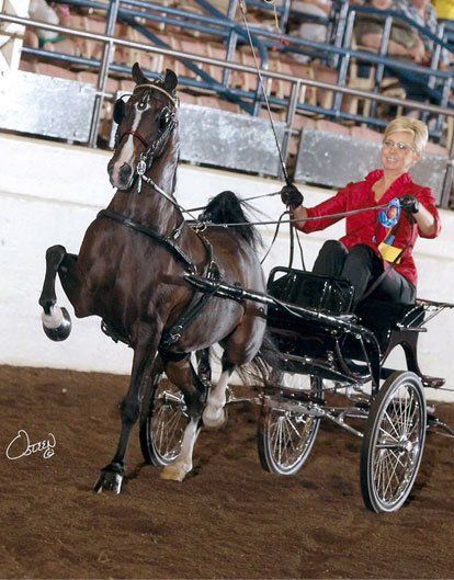 photo of woman driving Hackney Pony in show ring
